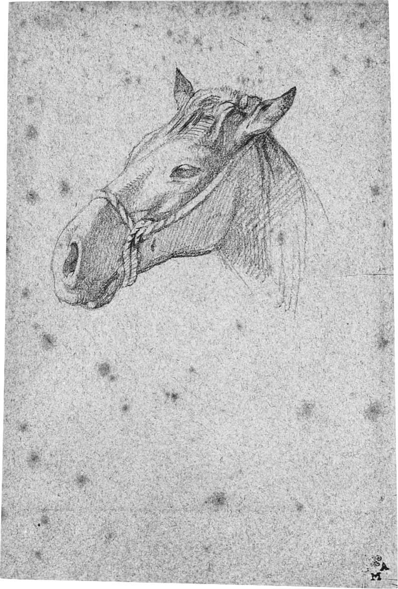 Testa di cavallo - Gabinetto Disegni e Stampe degli Uffizi, Firenze 1